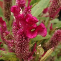 Celosia argentea L.